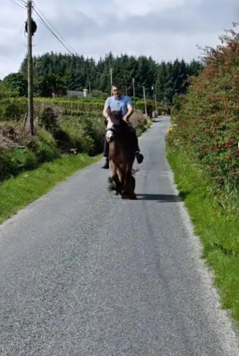 Driving Cob filly lightly backed too - Image 1