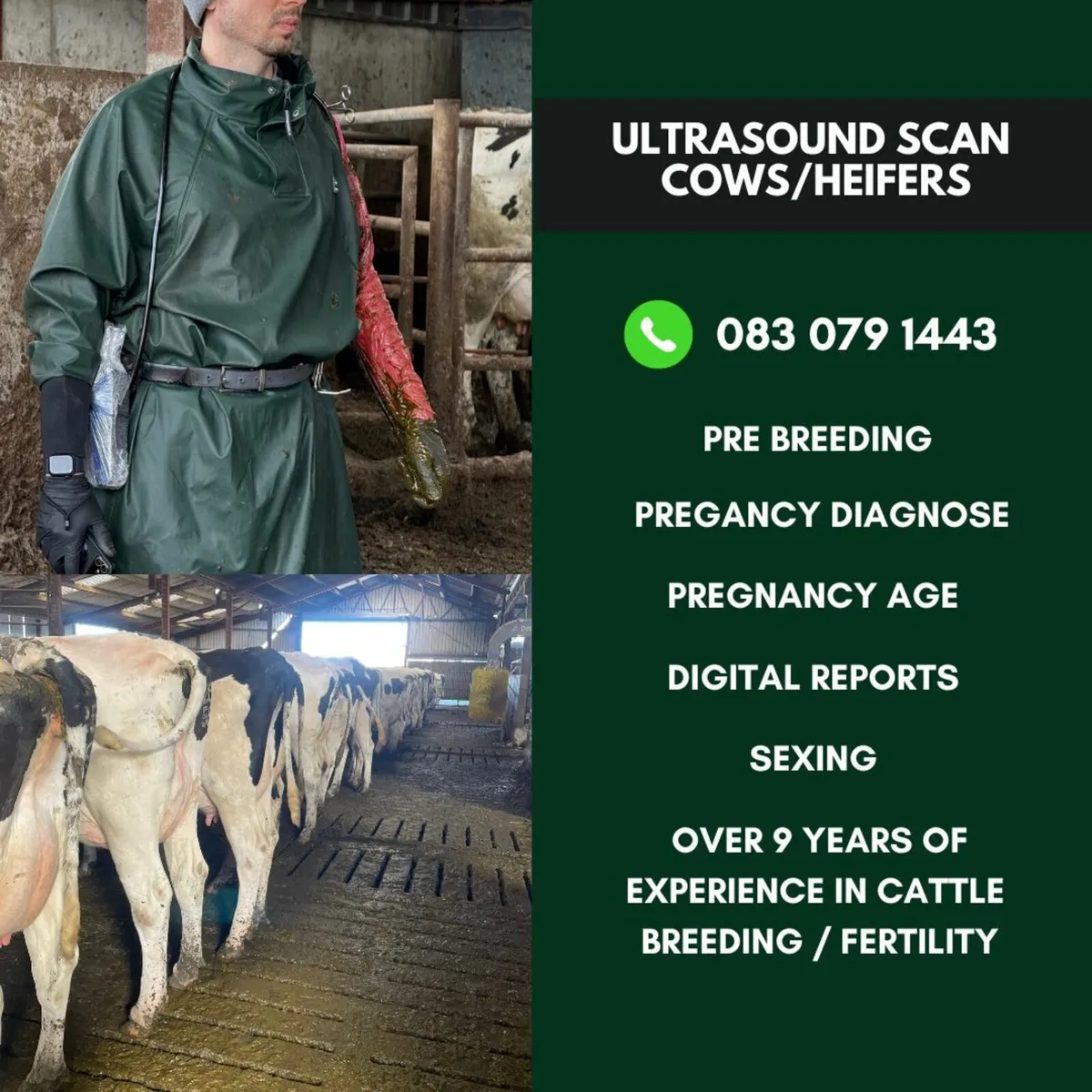 Cow Heifer Cattle Pregnancy Scan Scanning
