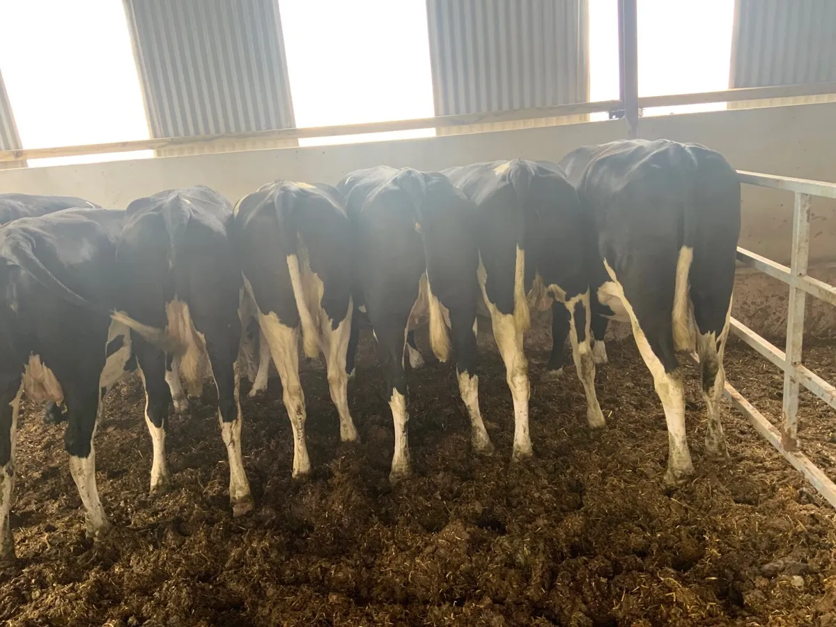 Dairy heifers - Image 2