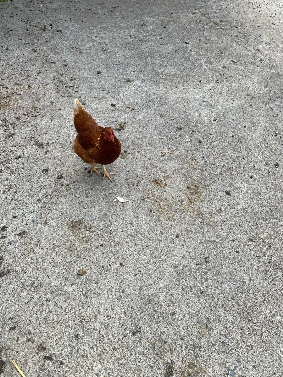 Pullets - Image 1