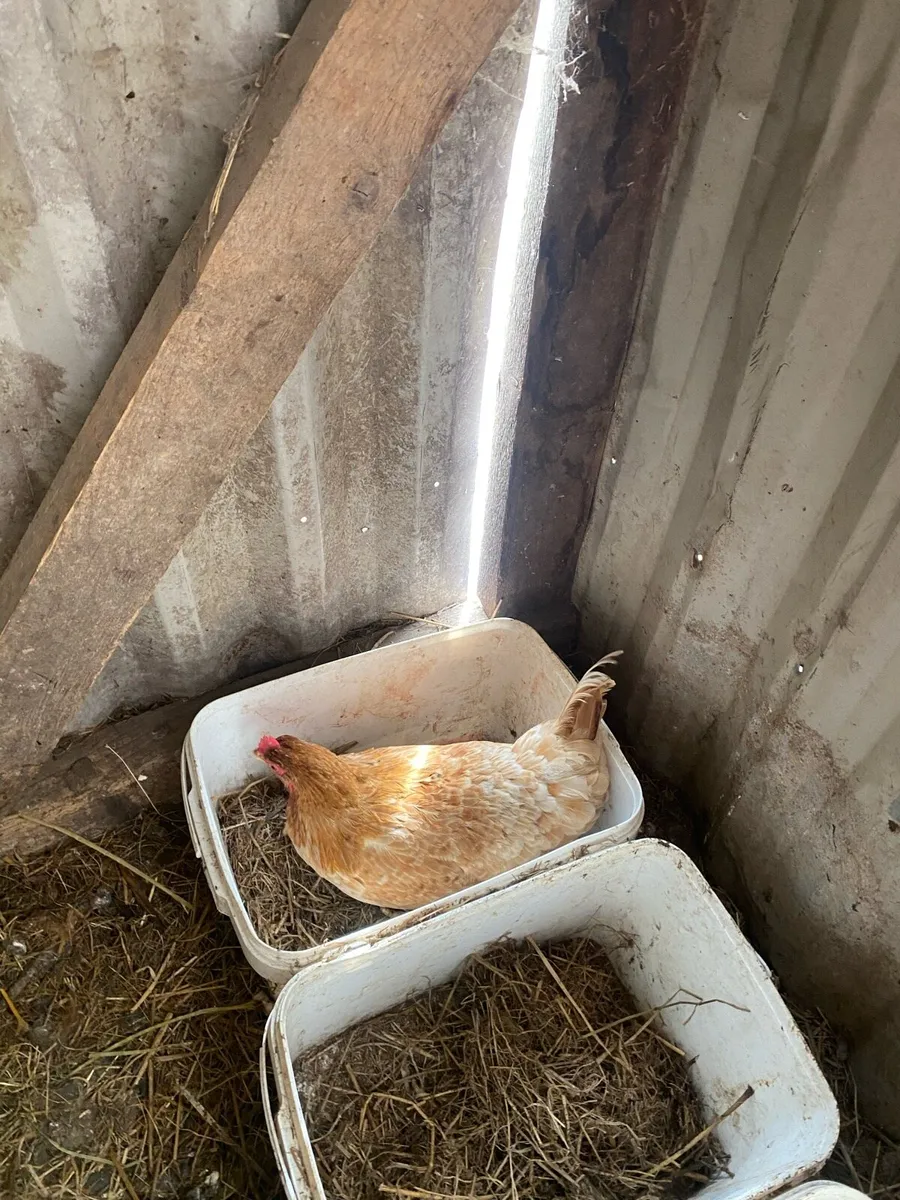 Pullets - Image 2