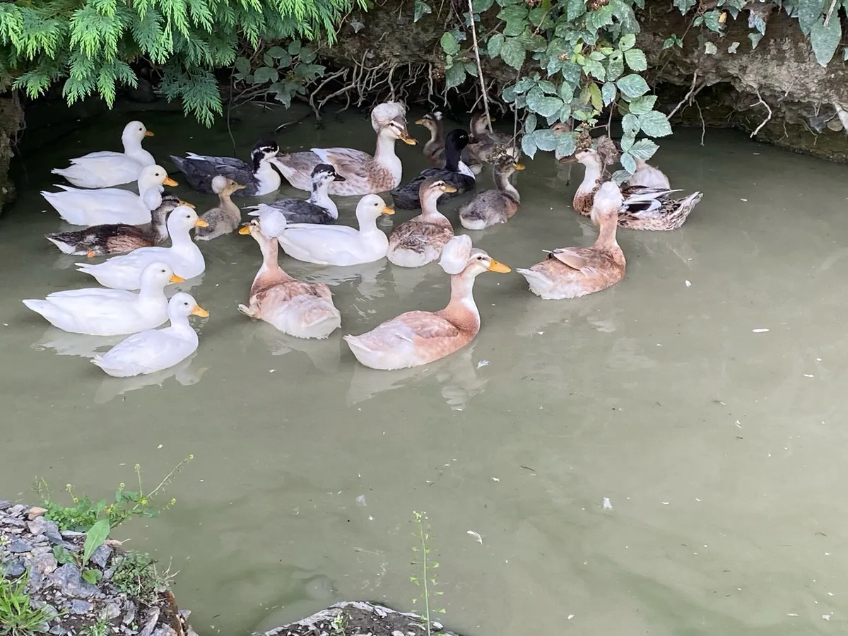 White call ducks - Image 1