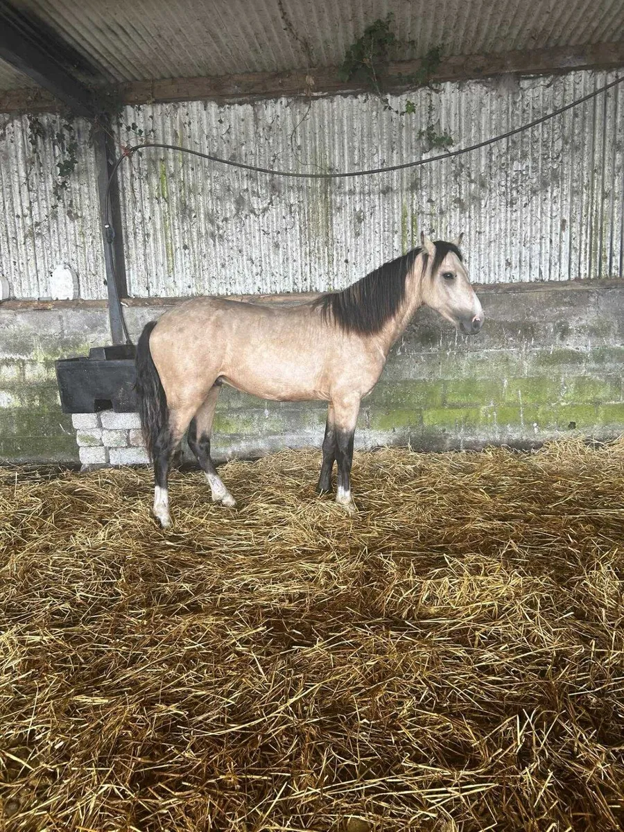 20 Connemara colts - Image 1
