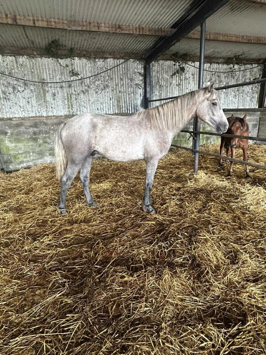 20 Connemara colts - Image 2