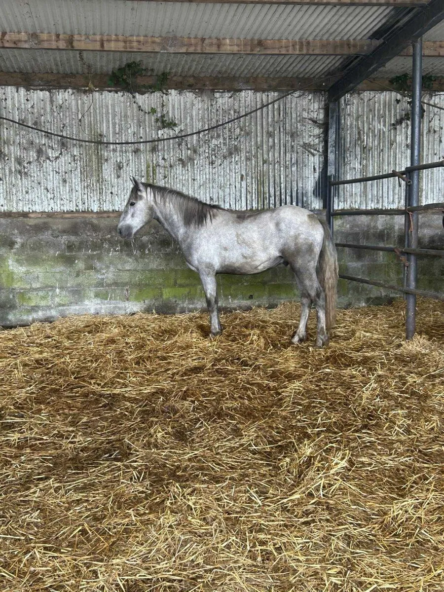 20 Connemara colts - Image 3