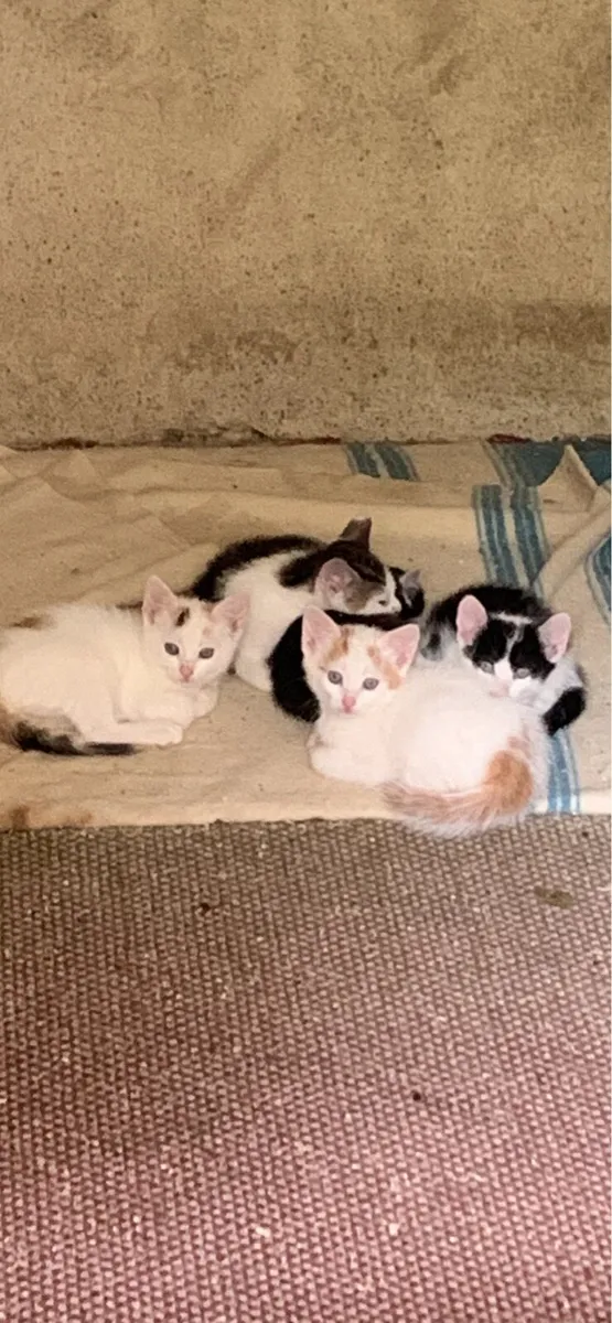 Kittens - Image 1