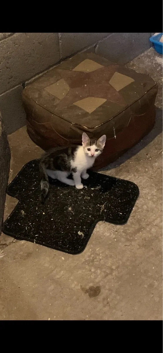 Kittens - Image 2