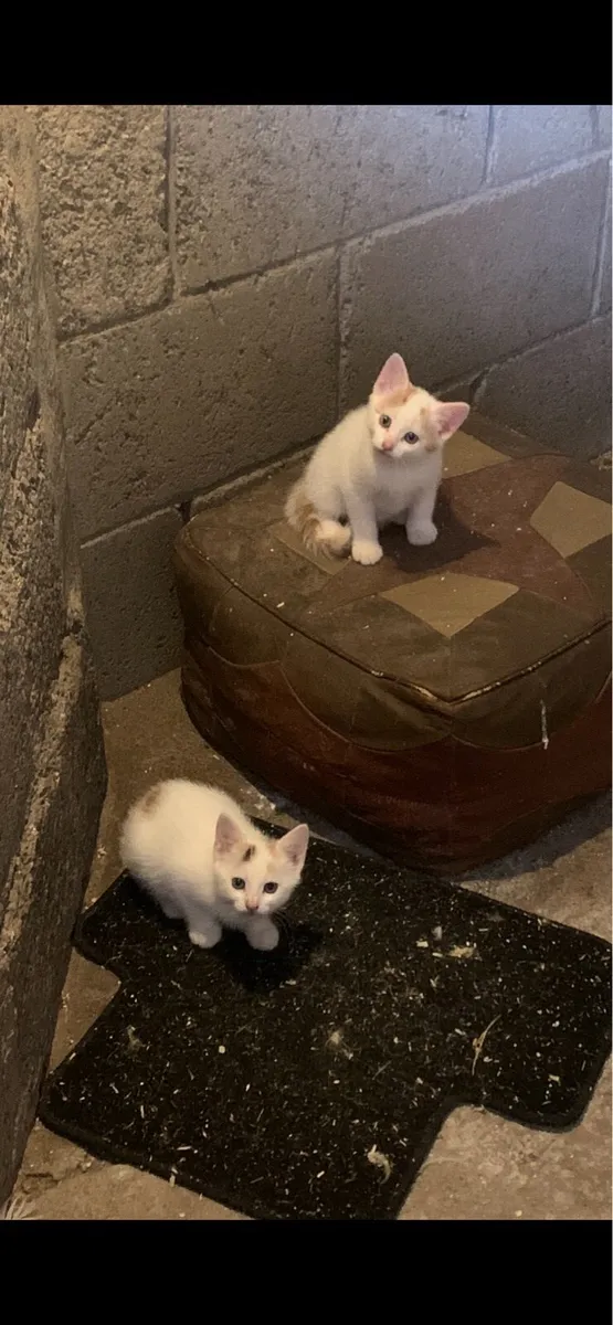 Kittens - Image 3