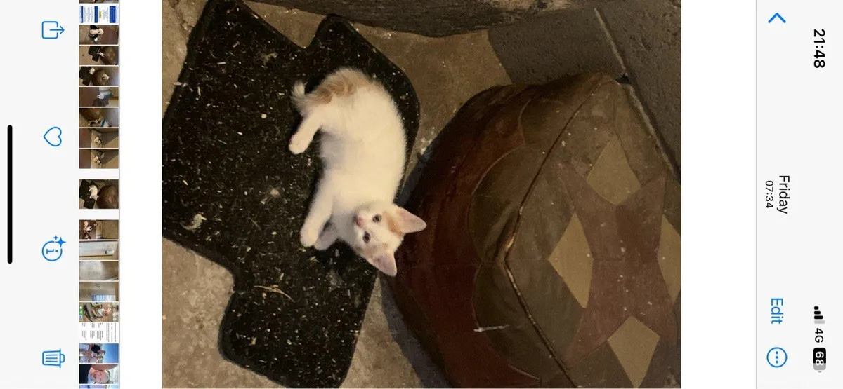 Kittens - Image 4