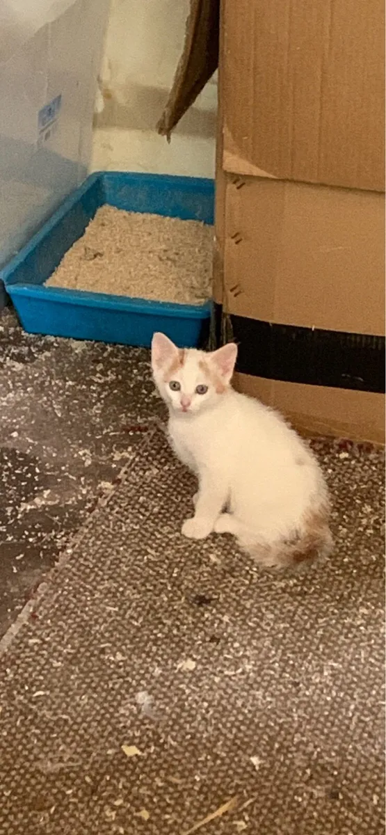 Kittens - Image 4