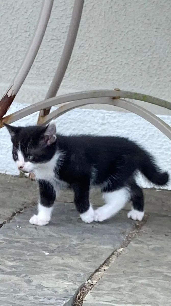 Kittens - Image 1