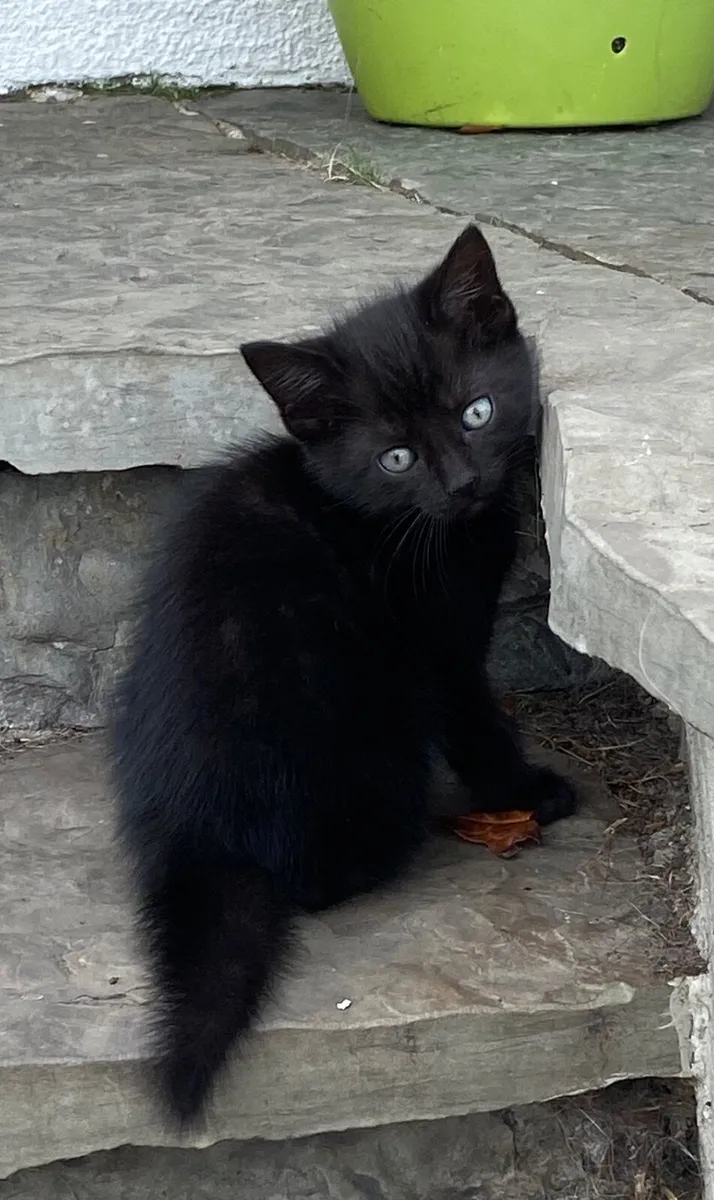 Kittens - Image 2