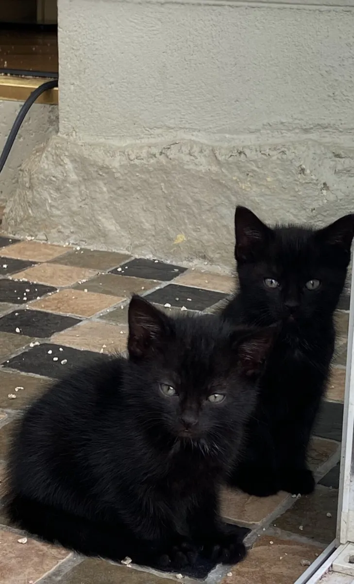 Kittens - Image 3