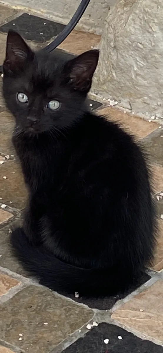 Kittens - Image 4