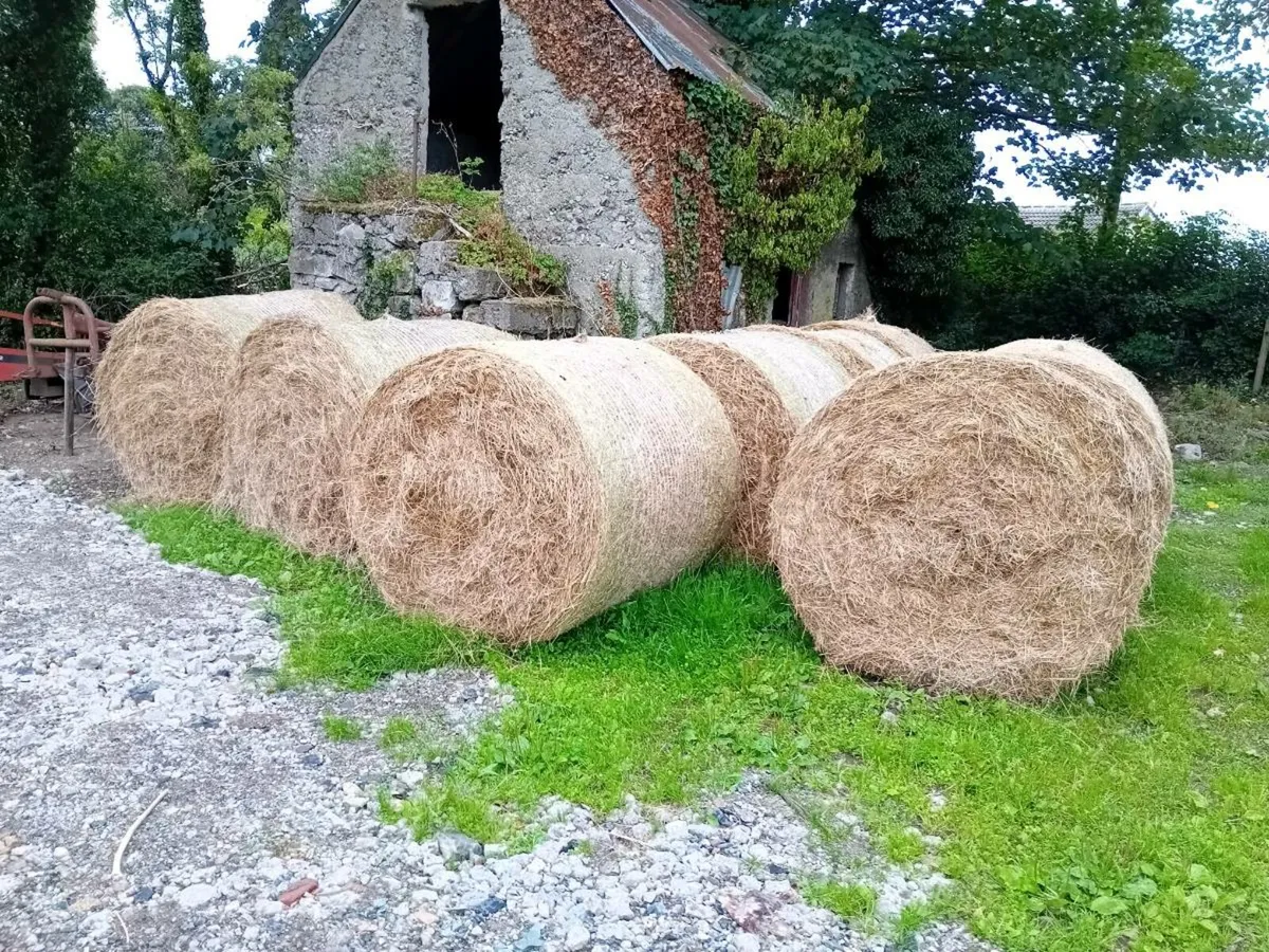 Hay for sale - Image 2