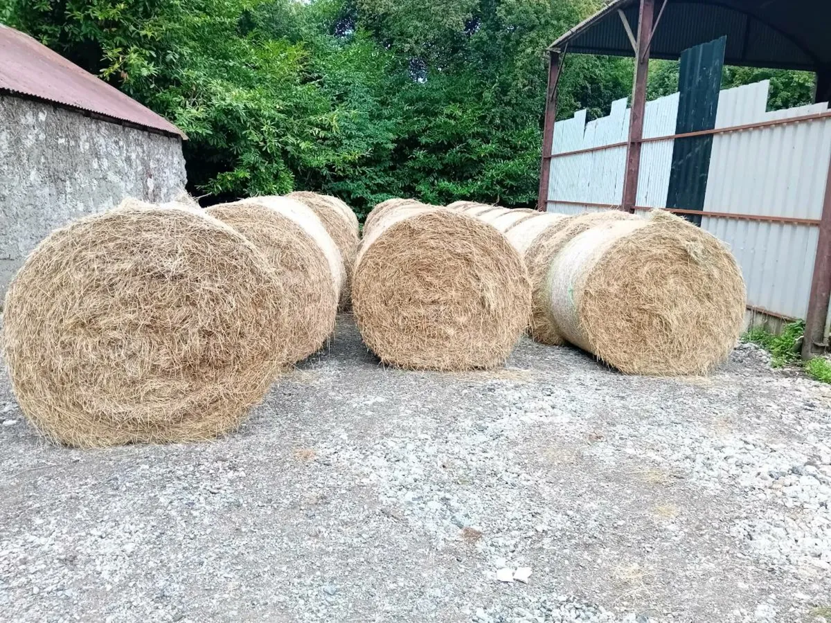 Hay for sale - Image 4