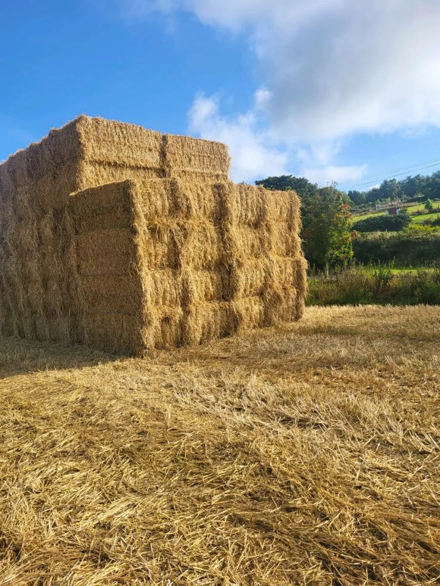 Straw - Image 2