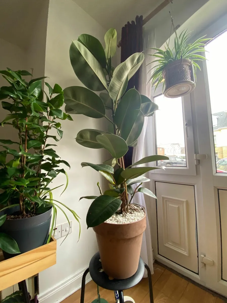 Indoor Robusta, Ficus Elastica (Rubber tree plant) - Image 2