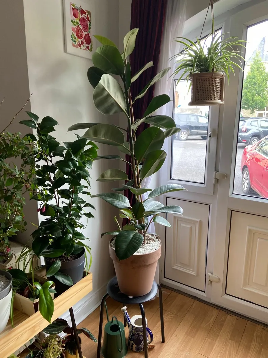Indoor Robusta, Ficus Elastica (Rubber tree plant) - Image 1