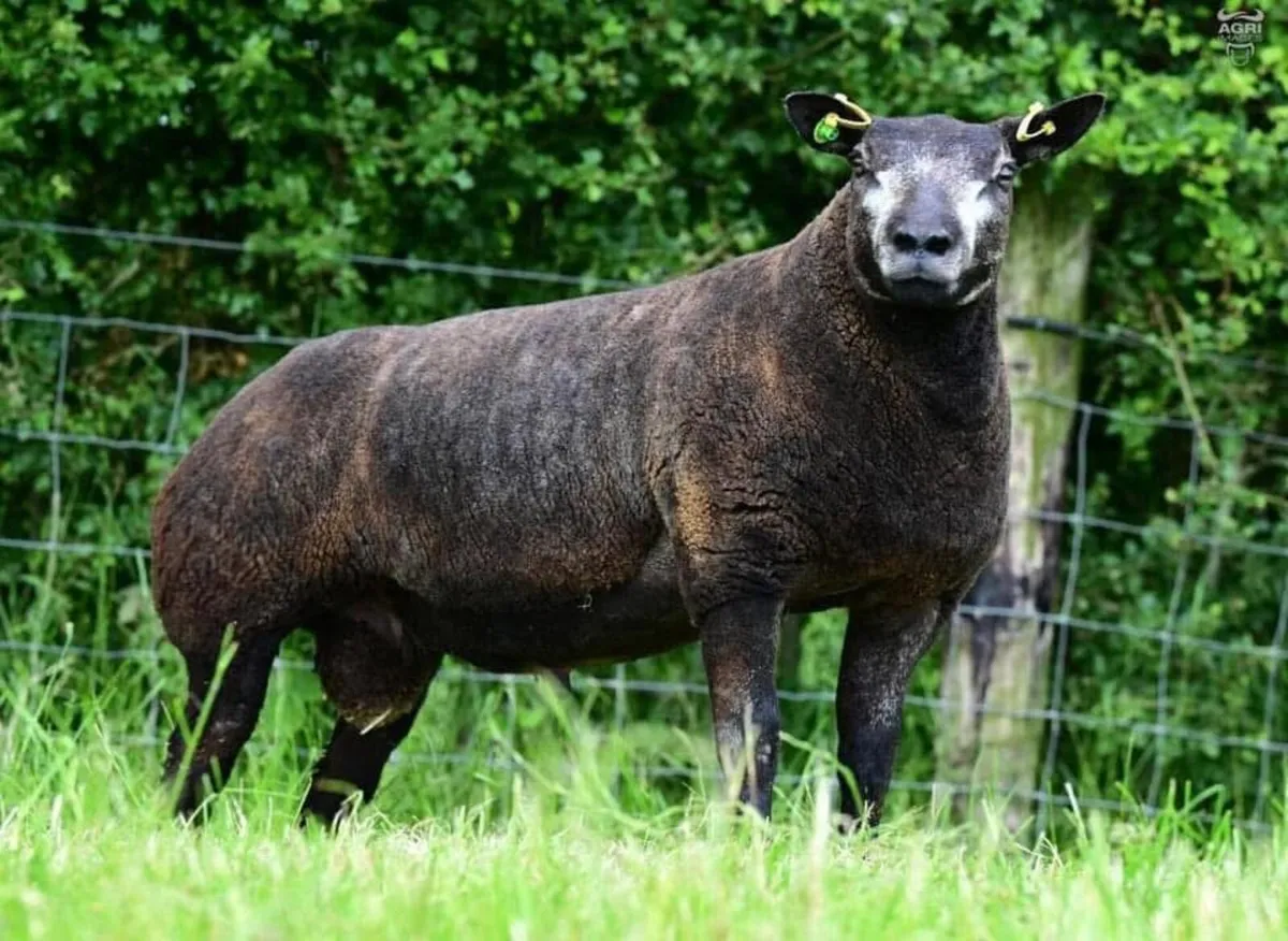Blue Texel society Premier sale 2025 - Image 1