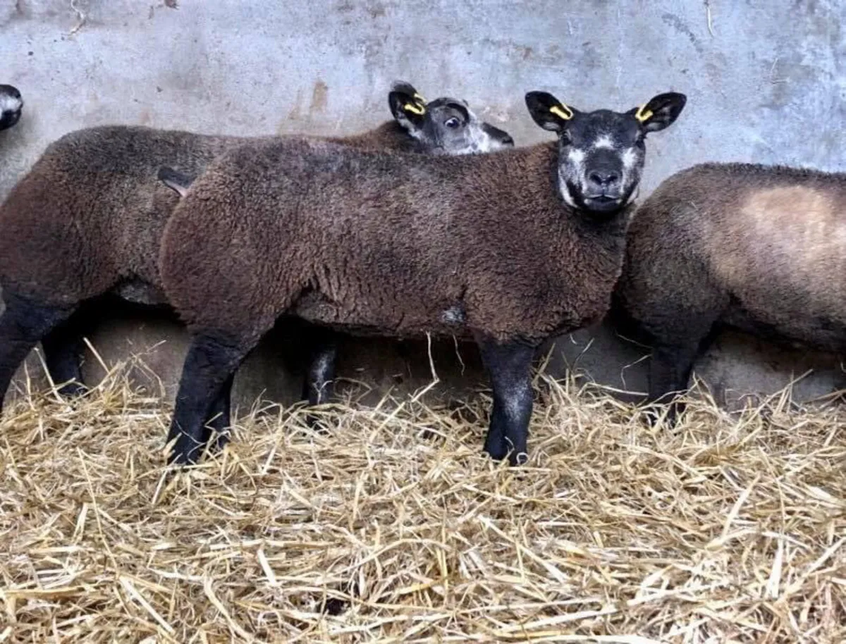 Blue Texel society Premier sale 2025 - Image 2