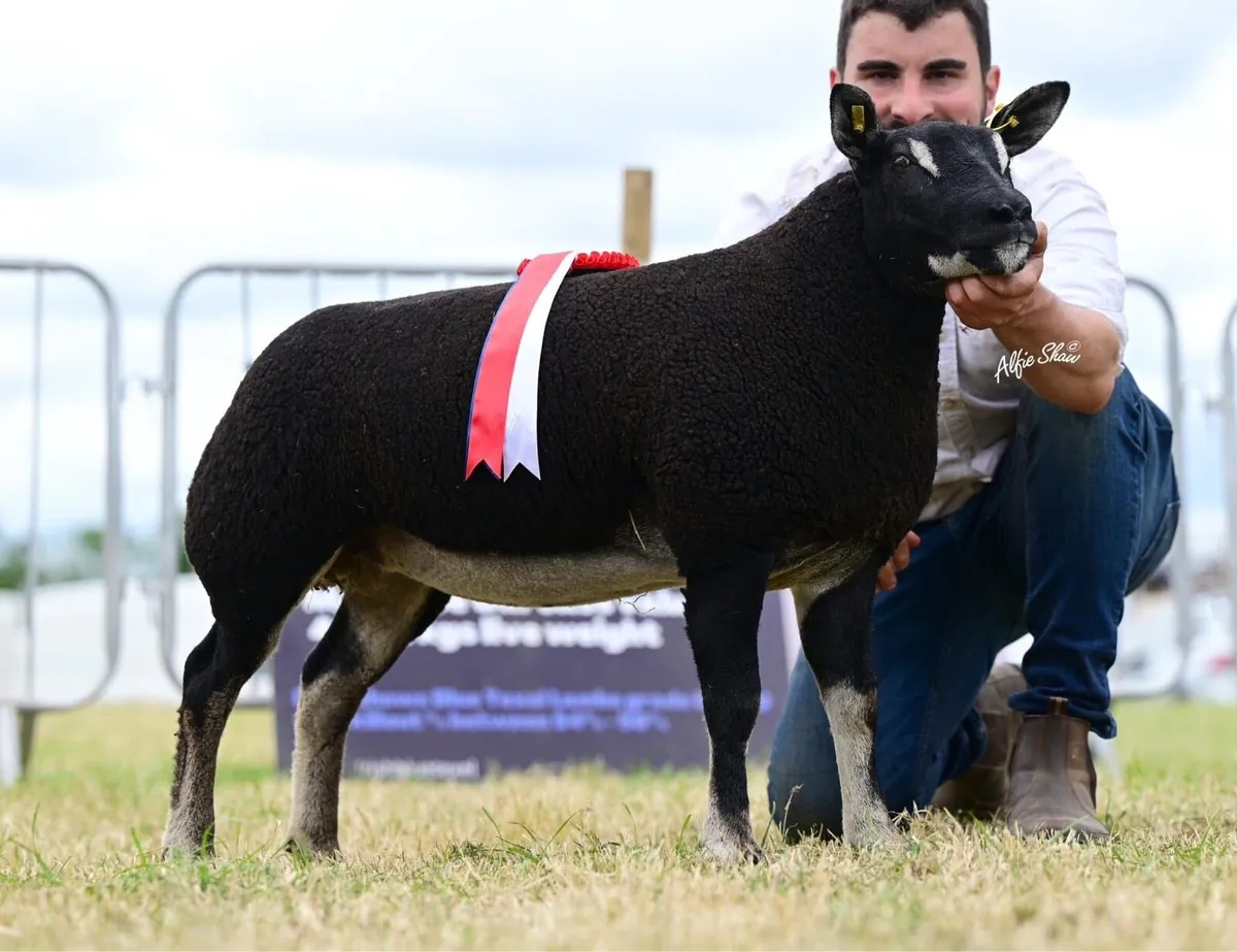 Blue Texel society Premier sale 2025 - Image 3