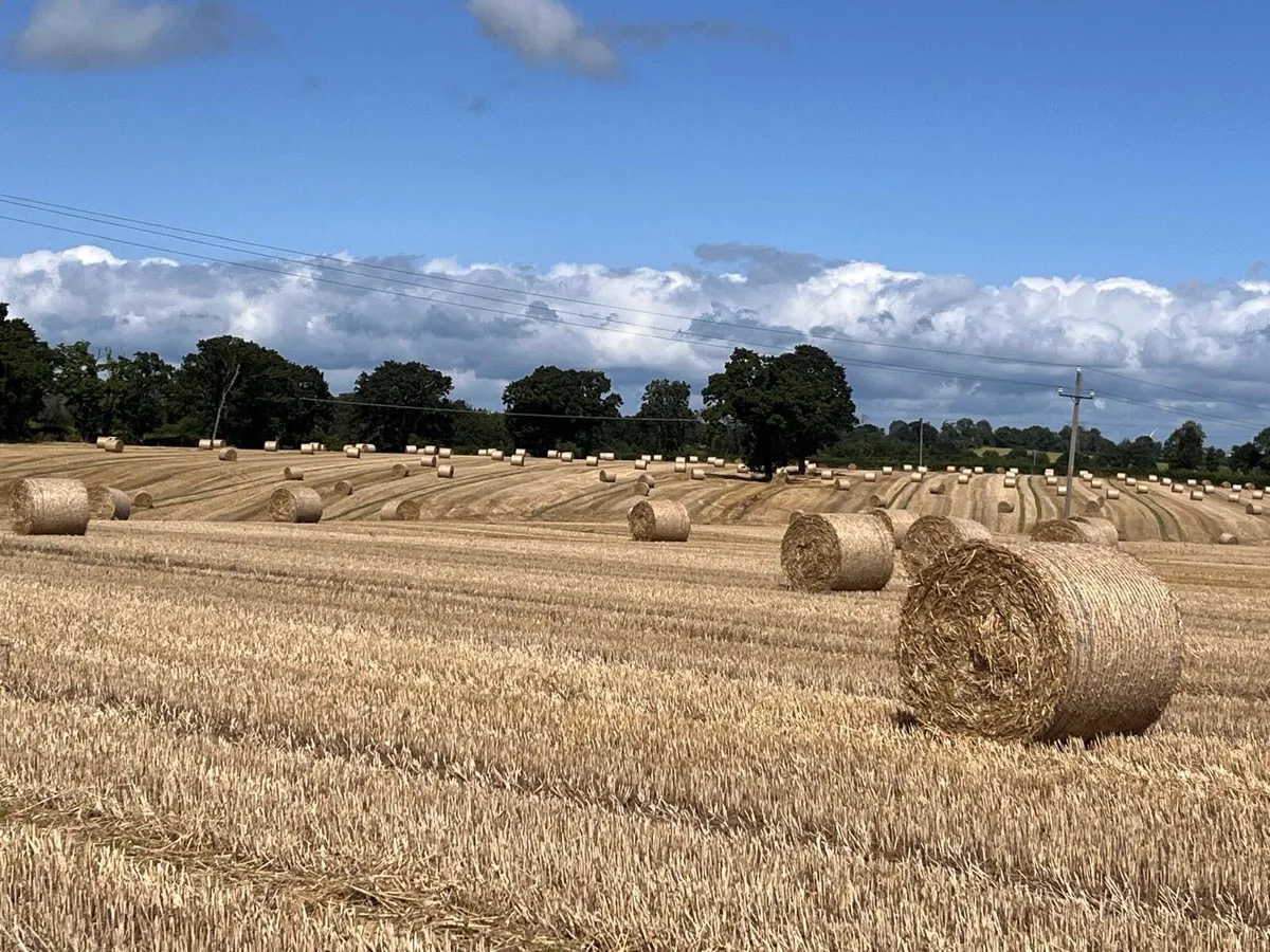 Wheat straw round bales