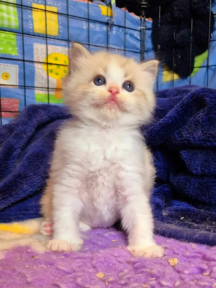 Ragdoll kittens gccf reg - Image 2