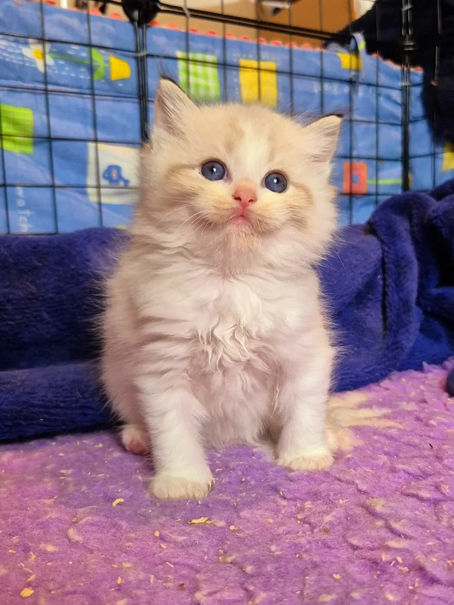 Ragdoll kittens gccf reg - Image 3