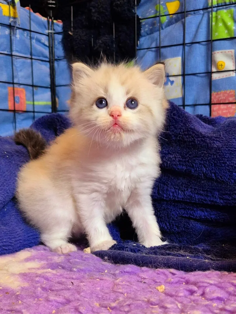 Ragdoll kittens gccf reg - Image 4