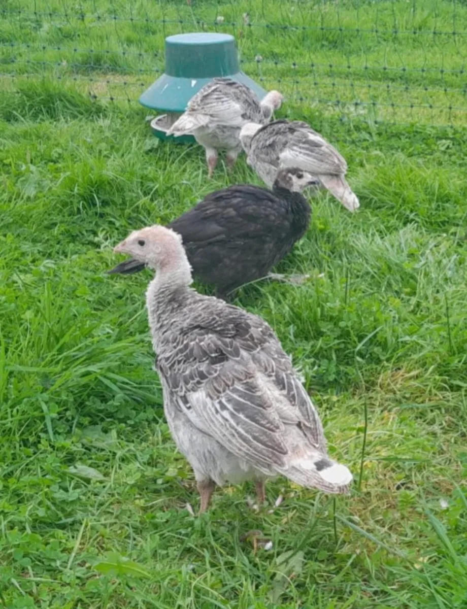 Heritage turkey poults - Image 1