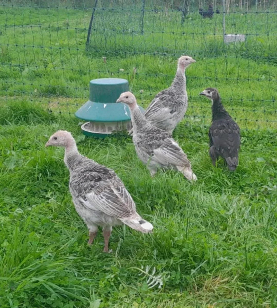 Heritage turkey poults - Image 2
