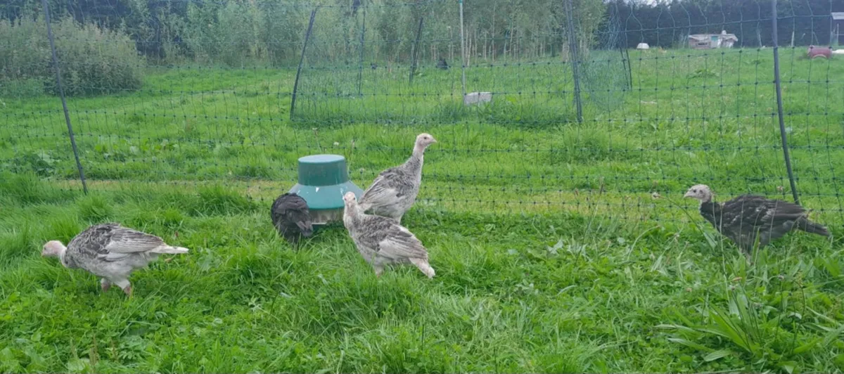 Heritage turkey poults - Image 3