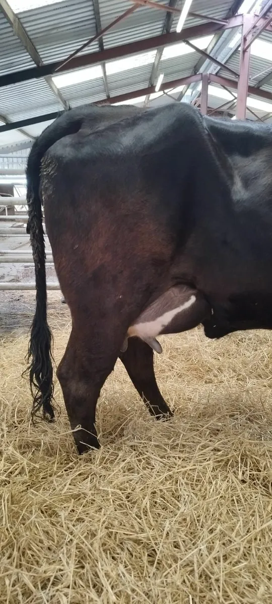 Suckler Heifer For sale - Image 1