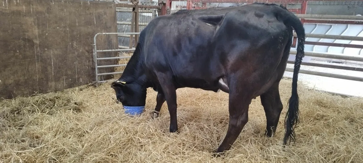 Suckler Heifer For sale - Image 2