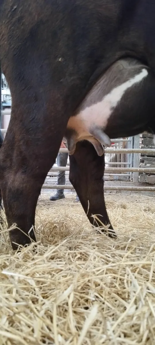 Suckler Heifer For sale - Image 3