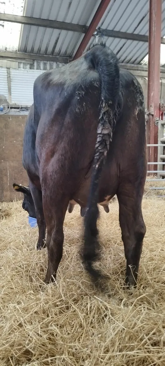 Suckler Heifer For sale - Image 4