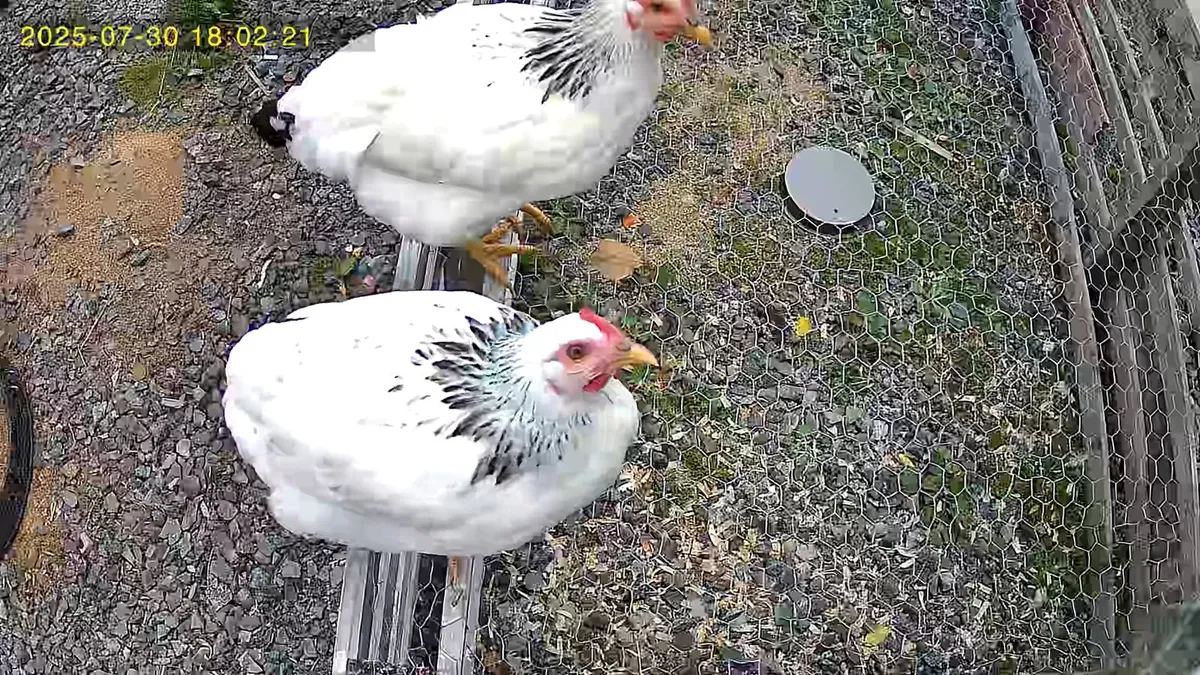 Large light sussex hens and bantam pekin roosters - Image 1
