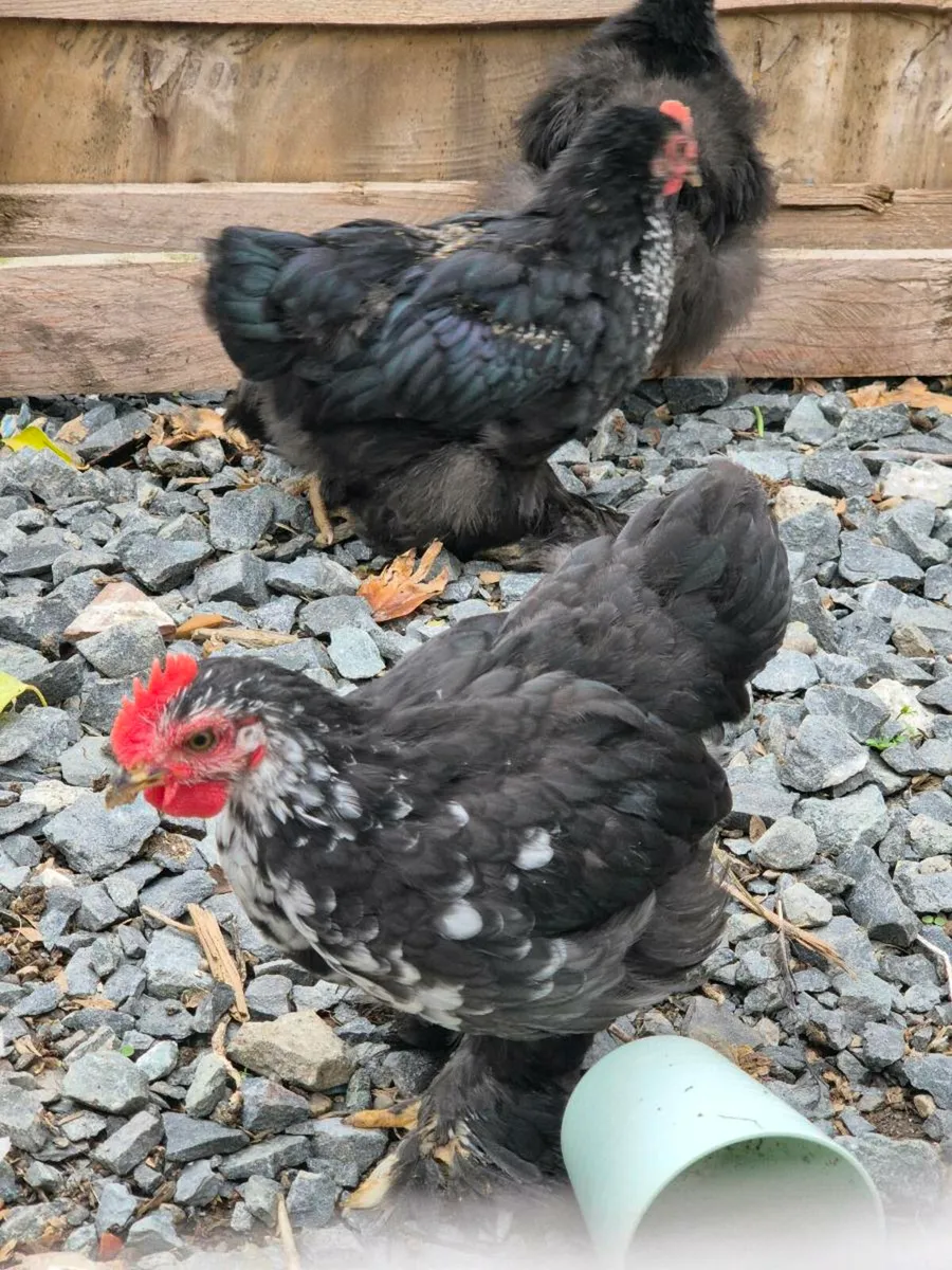 Large light sussex hens and bantam pekin roosters - Image 2