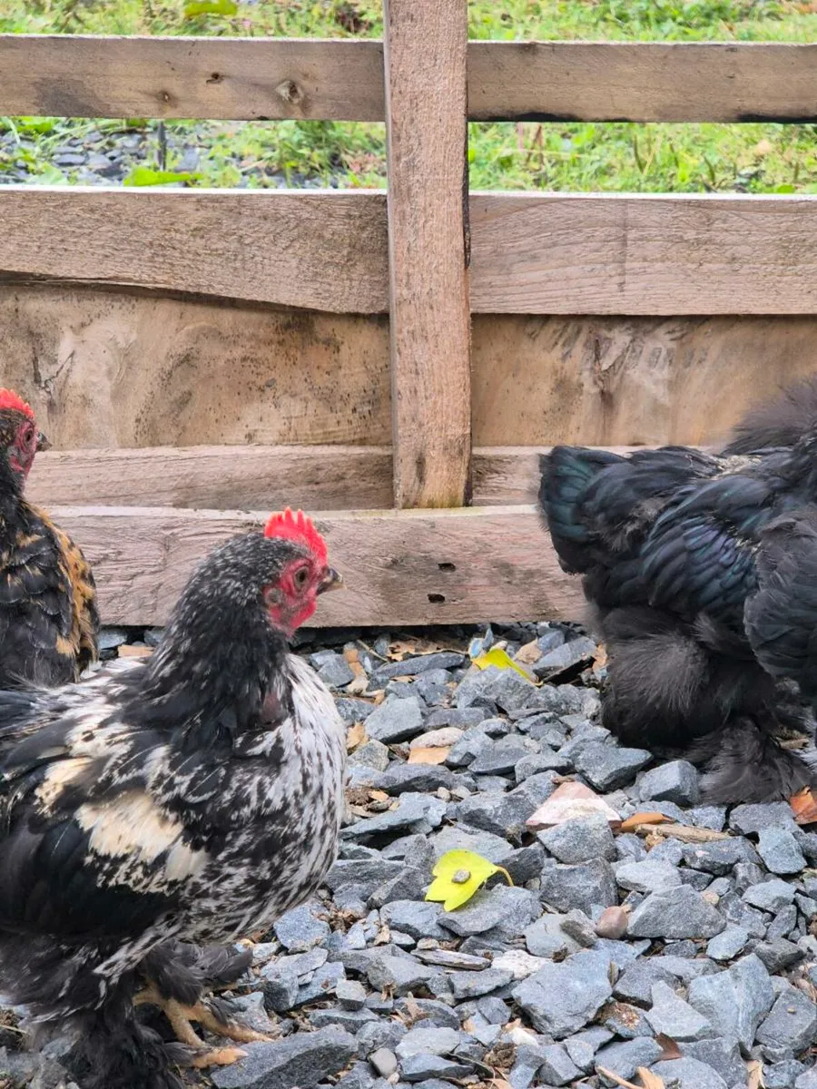 Large light sussex hens and bantam pekin roosters - Image 4