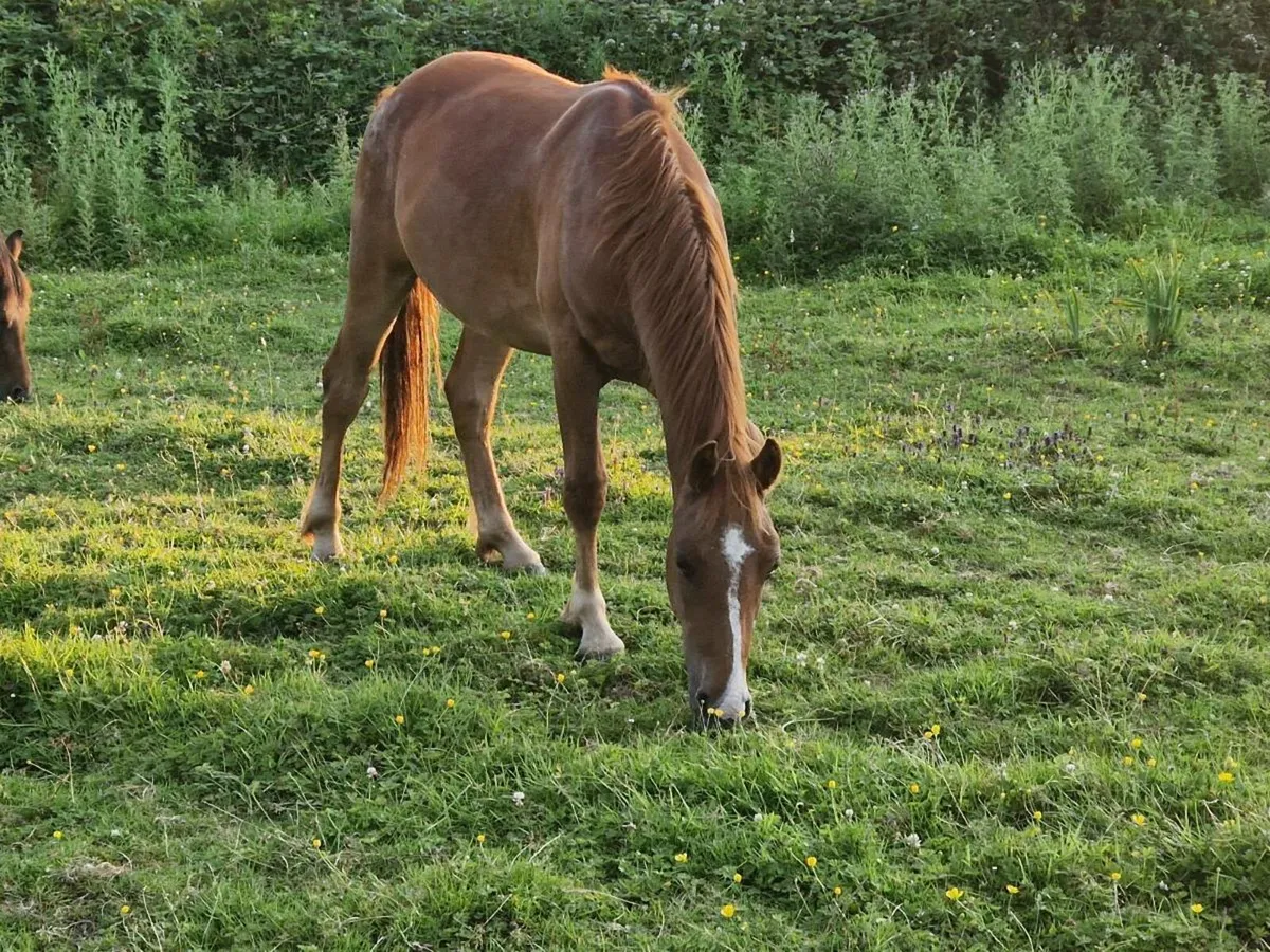 Connemara pony - Image 1