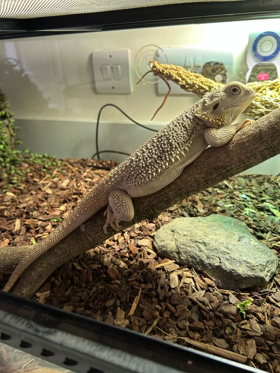 Bearded Dragon - Image 2