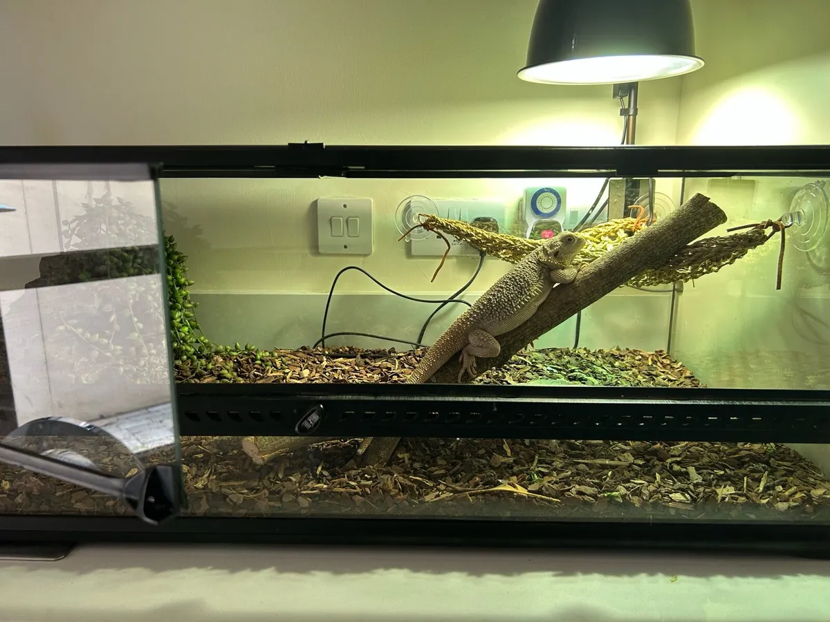 Bearded Dragon - Image 3
