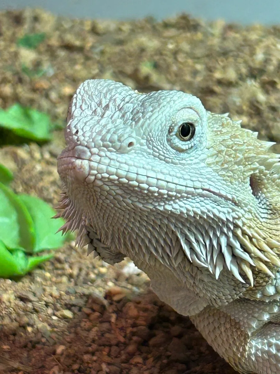 Bearded Dragon - Image 1