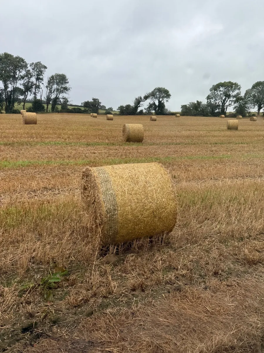 Winter Barley Straw - Image 1