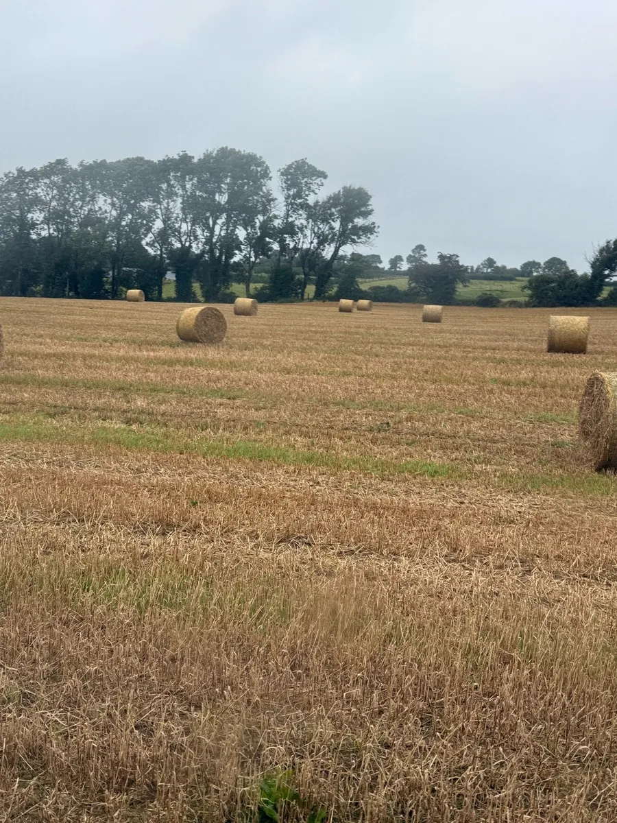 Winter Barley Straw - Image 2