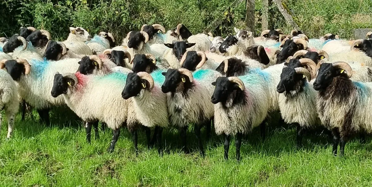 Store lambs - Image 1