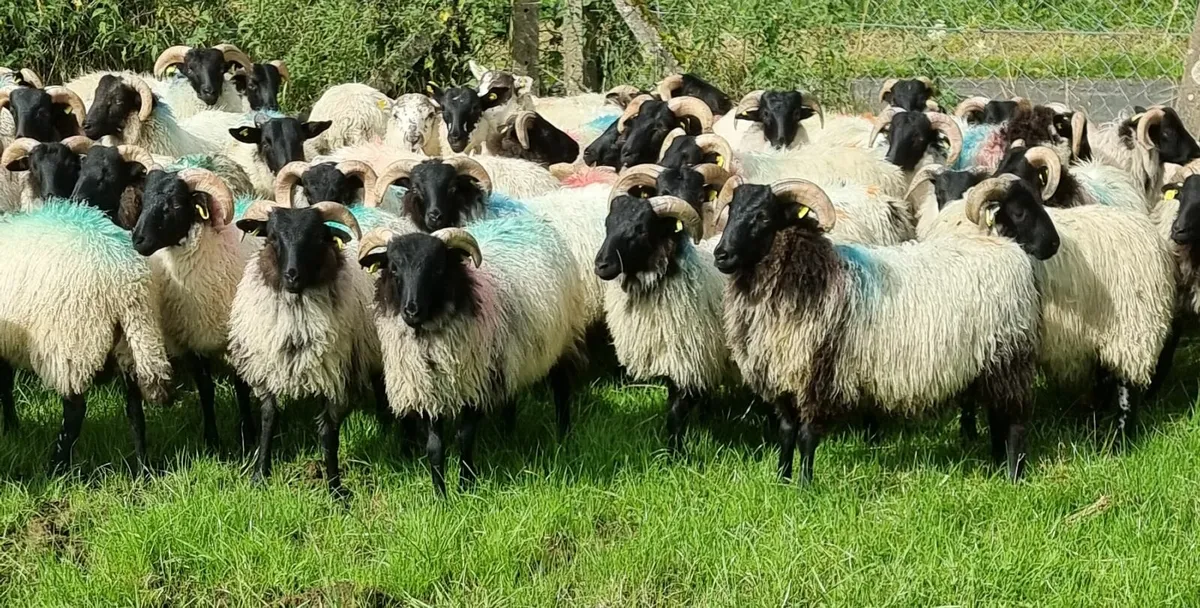 Store lambs - Image 2