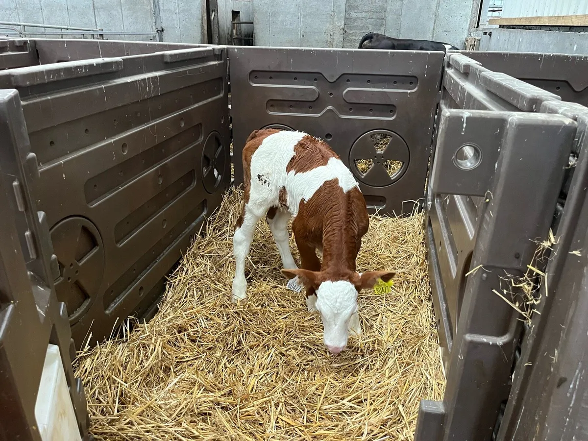 Simmental Calves - Image 1