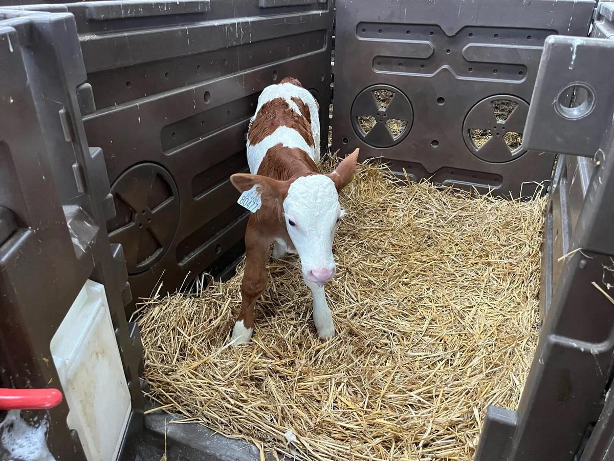 Simmental Calves - Image 2
